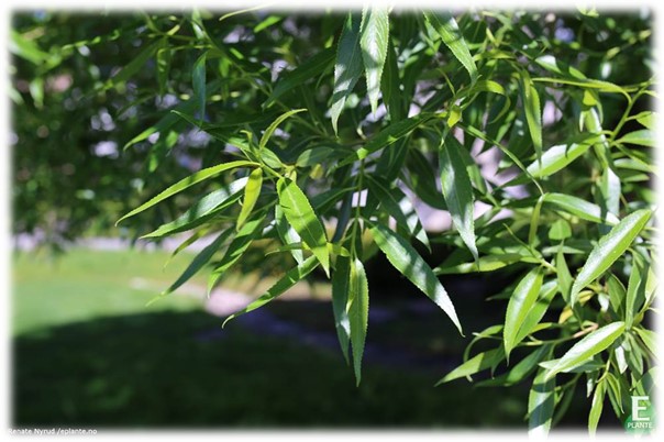 saleux_bullata_eplante_no_7328.jpg